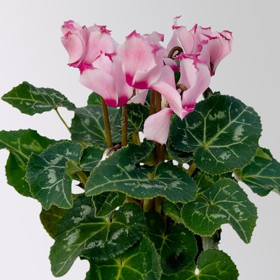 Alpenveilchen 'Victoria', rosa, Mini, Topf-Ø 6 cm, 10 Pflanzen Alpenveilchen 'Victoria', rosa, Mini, Topf-Ø 6 cm, 10 Pflanzen