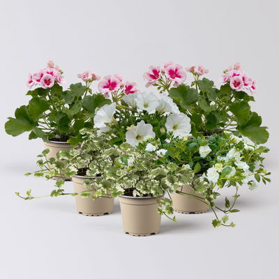 Pflanzenkreation Blütenmärchen, 6 Pflanzen