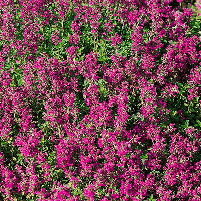 Bio Teppichthymian 'Creeping Red', Topf-Ø 12 cm