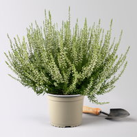 Knospenheide, weiß, Topf-Ø 17 cm, 3 Pflanzen