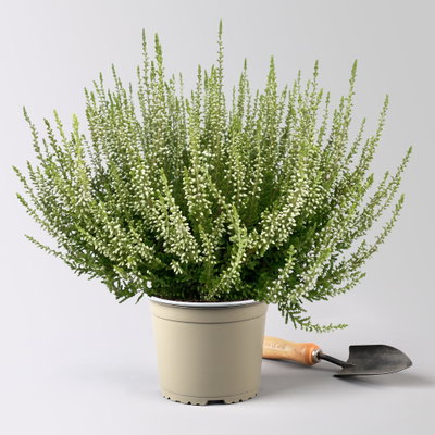 Knospenheide, weiß, Topf-Ø 17 cm, 3 Pflanzen