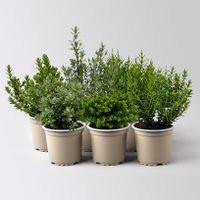 Hebe Mini, Mix zufällig, Topf-Ø 6,5 cm, 12 Pflanzen Hebe Mini, Mix zufällig, Topf-Ø 6,5 cm, 12 Pflanzen