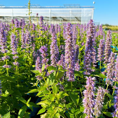 Bio Duftnessel 'Blue Fortune', violett, Topf 11x11 cm, 3 Pflanzen Bio Duftnessel 'Blue Fortune', violett, Topf 11x11 cm, 3 Pflanzen