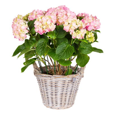 Pflanzkorb, weiß, ca. Ø 35 x H 25 cm Pflanzkorb, weiß, ca. Ø 35 x H 25 cm