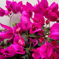 Bougainvillea pink/lila, Spalier, Topf-Ø 17 cm, Höhe ca. 50 cm