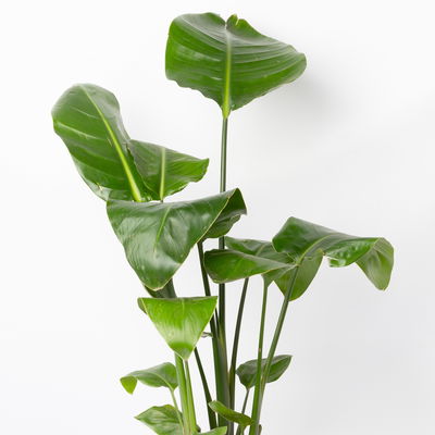 Strelitzia nicolai in Keramiktopf Dallas, Topf-Ø 17 cm, Höhe ca. 55 cm Strelitzia nicolai in Keramiktopf Dallas, Topf-Ø 17 cm, Höhe ca. 55 cm