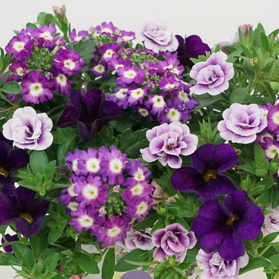 Beet- und Balkonpflanzen-Mix, flieder-lila, Topf-Ø 13 cm, 6 Pflanzen