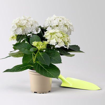 Hortensie 'Florencia' weiß, 3+Dolden, Topf-Ø 10 cm, 2er-Set Hortensie 'Florencia' weiß, 3+Dolden, Topf-Ø 10 cm, 2er-Set