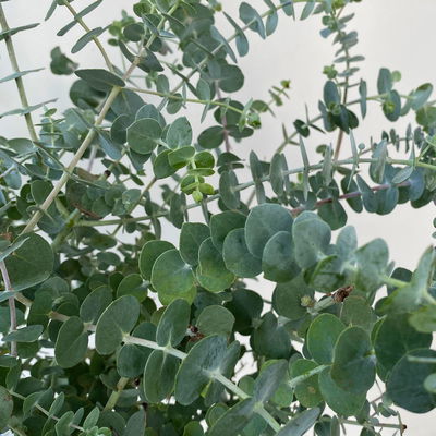 Eukalyptus 'Baby Blue', Topf-Ø 20 cm