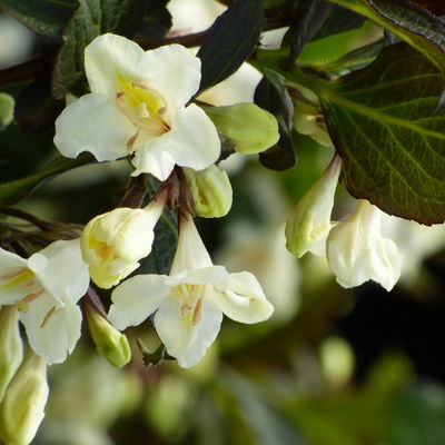 Frühlingsblüher Zwergweigelien-Kollektion, 3er-Set, Topf je 3 Liter Frühlingsblüher Zwergweigelien-Kollektion, 3er-Set, Topf je 3 Liter