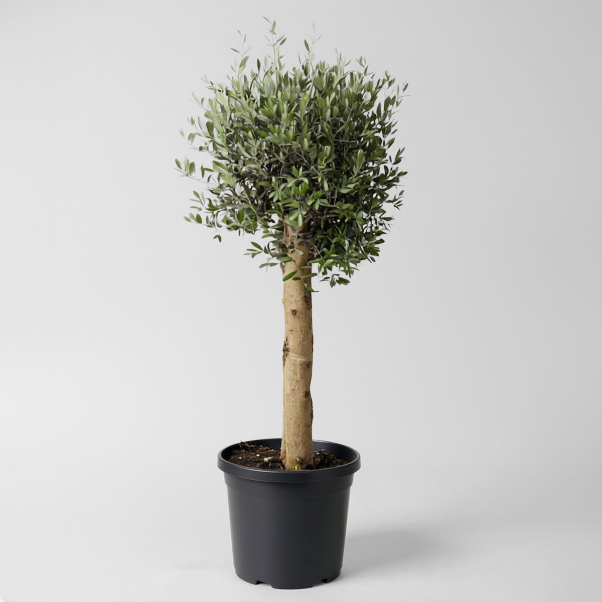 Olivenbaum, Stamm, Topf-Ø ca. 30-35 cm, Höhe 150 - 175 cm Olivenbaum, Stamm, Topf-Ø ca. 30-35 cm, Höhe 150 - 175 cm