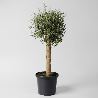 Olivenbaum, Stamm, Topf-Ø ca. 30-35 cm, Höhe 150 - 175 cm Olivenbaum, Stamm, Topf-Ø ca. 30-35 cm, Höhe 150 - 175 cm