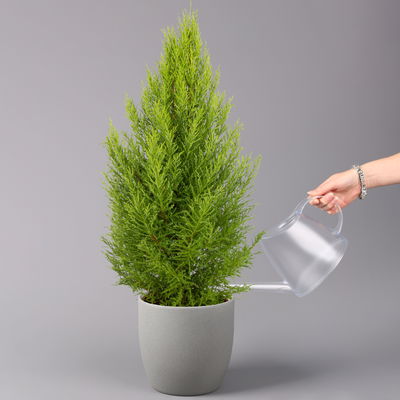 Zimmerzypresse 'Goldcrest Wilma', Pyramide, Topf-Ø 21 cm Zimmerzypresse 'Goldcrest Wilma', Pyramide, Topf-Ø 21 cm