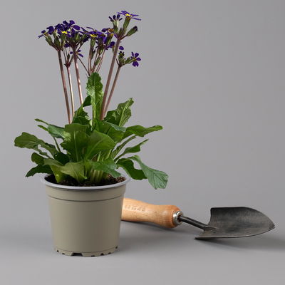 Oak Leaf Primel 'Oak Leaf' Farbe zufällig, Topf-Ø 13 cm, 4er-Set