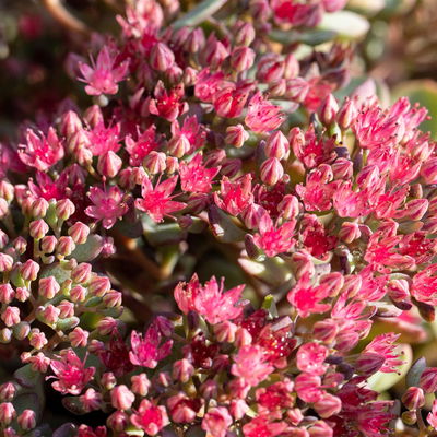Felsen-Fettblatt 'Lidakense' purpurrot, Topf-Ø 12 cm, 6er-Set Felsen-Fettblatt 'Lidakense' purpurrot, Topf-Ø 12 cm, 6er-Set