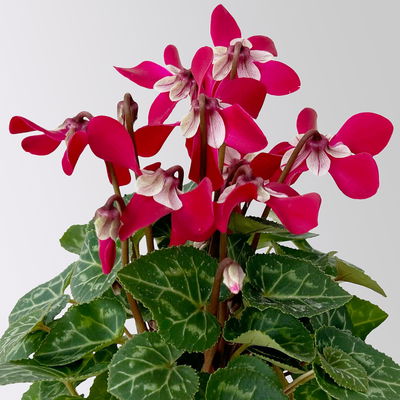 Alpenveilchen Mini, rot, schirmartig, Topf-Ø 6 cm, 10 Pflanzen Alpenveilchen Mini, rot, schirmartig, Topf-Ø 6 cm, 10 Pflanzen