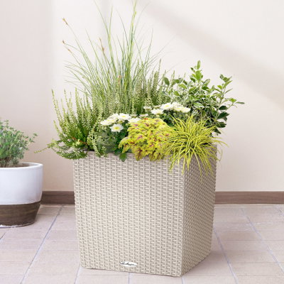 Pflanzenkreation Spätsommertraum weiß-grün, 8 Pflanzen inkl. Erde Pflanzenkreation Spätsommertraum weiß-grün, 8 Pflanzen inkl. Erde