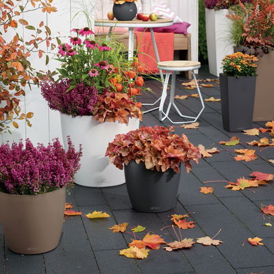 Lechuza 'Classico Color 28', muskat, ca. Ø 27,5 x H 26 cm