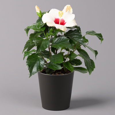 Hibiskus, weiß mit Keramiktopf Dallas anthrazit,Topf-Ø 13 cm,2 Pflanzen