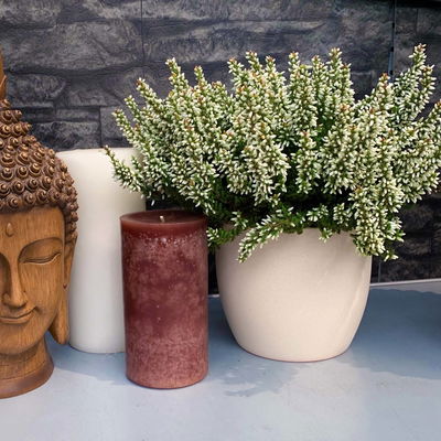 Knospenheide weiß, Longlife, 13 cm Topf Knospenheide weiß, Longlife, 13 cm Topf