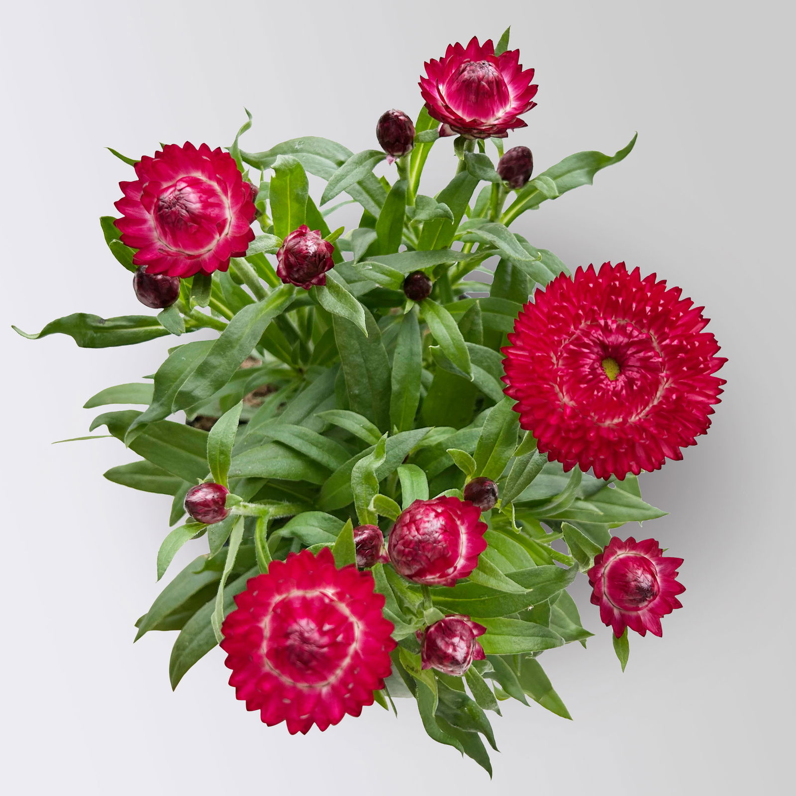 Strohblume, pinkrot, Topf- Ø 15 cm, 3 Pflanzen