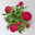 Strohblume, pinkrot, Topf- Ø 15 cm, 3 Pflanzen