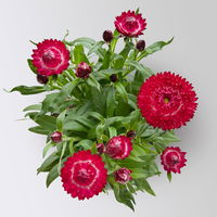 Strohblume, pinkrot, Topf- Ø 15 cm, 3 Pflanzen