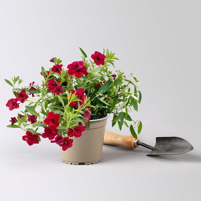 Zauberglöckchen-Schneewolke rot/weiß, Topf-Ø 13 cm, 6 Pflanzen Zauberglöckchen-Schneewolke rot/weiß, Topf-Ø 13 cm, 6 Pflanzen