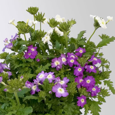 Eisenkraut 'Trio', bunt, Topf-Ø 12 cm, 6 Pflanzen Eisenkraut 'Trio', bunt, Topf-Ø 12 cm, 6 Pflanzen