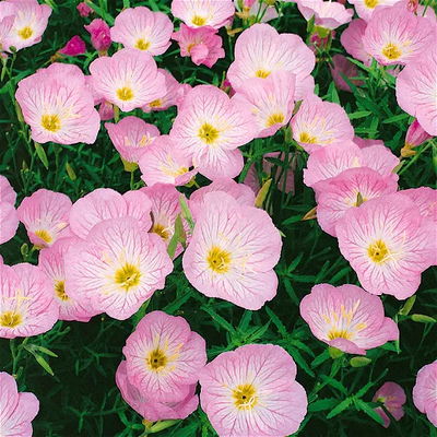 Duftstauden Set, 16 Pflanzen für 3 m², bunt Duftstauden Set, 16 Pflanzen für 3 m², bunt