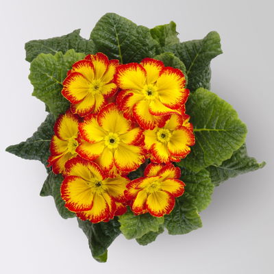 Primel 'Starflame', Farben zufällig, geflammt, Topf-Ø 11 cm, 8 Pflanzen