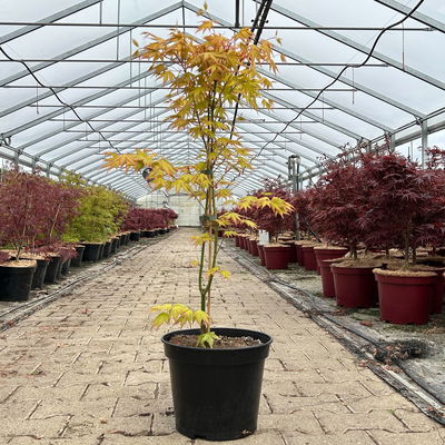 Japanischer Fächerahorn 'Orange Dream'; Höhe 60 - 80 cm, Topf 7,5 Liter Japanischer Fächerahorn 'Orange Dream'; Höhe 60 - 80 cm, Topf 7,5 Liter