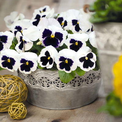 Stiefmütterchen, weiß, Sorte zufällig, Topf-Ø 13 cm, 6 Pflanzen Stiefmütterchen, weiß, Sorte zufällig, Topf-Ø 13 cm, 6 Pflanzen