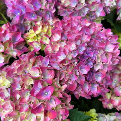 Hortensie  'Tabletensia®' lila, Topf-Ø 10 cm, 2er-Set