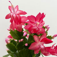 Weihnachtskaktus, rosa, mit Übertopf Dallas anthrazit, Topf-Ø 12 cm, 2 Pflanzen Weihnachtskaktus, rosa, mit Übertopf Dallas anthrazit, Topf-Ø 12 cm, 2 Pflanzen