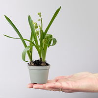 Scilla, weiß, vorgetrieben, Topf-Ø 5 cm, 10 Pflanzen Scilla, weiß, vorgetrieben, Topf-Ø 5 cm, 10 Pflanzen