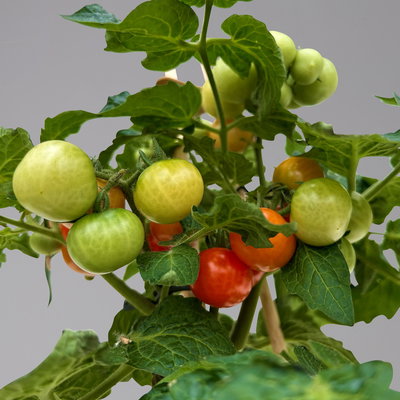 Tomatenpflanzen 'Snacker', Topf-Ø 14 cm, 2 Pflanzen