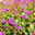 Bio Storchschnabel 'Karmina' rosa, Topf-Ø 9 cm, 3er-Set Bio Storchschnabel 'Karmina' rosa, Topf-Ø 9 cm, 3er-Set