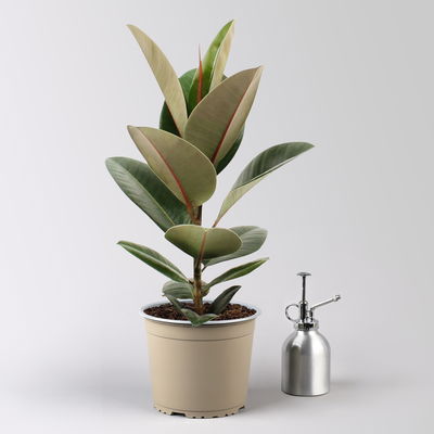 Gummibaum 'Robusta' in Keramiktopf Dallas weiß, Topf-Ø 17 cm, Höhe ca. 55 cm Gummibaum 'Robusta' in Keramiktopf Dallas weiß, Topf-Ø 17 cm, Höhe ca. 55 cm