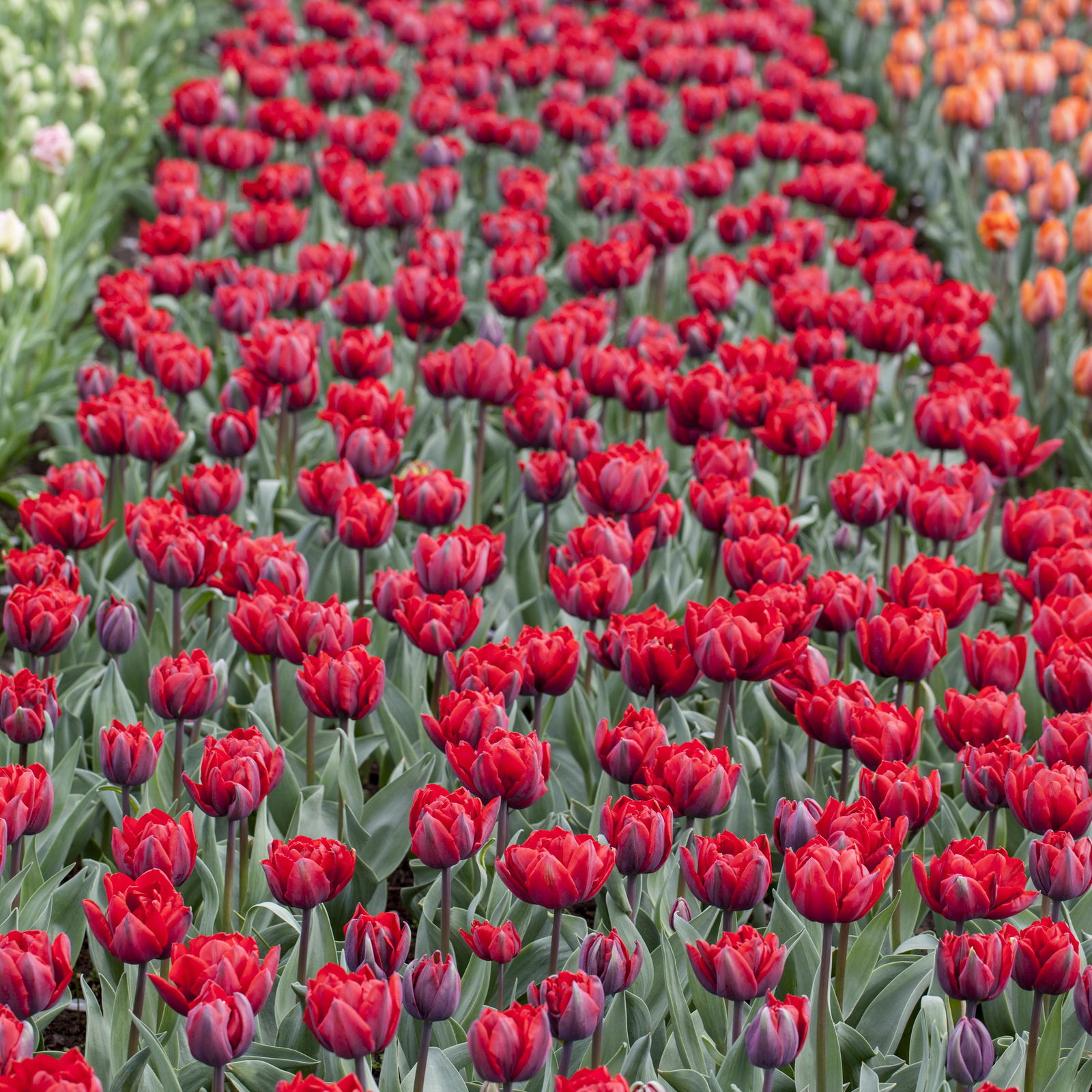 Tulpe rot, Sorte zufällig, vorgetrieben, Topf-Ø 10 cm , 6 Pflanzen