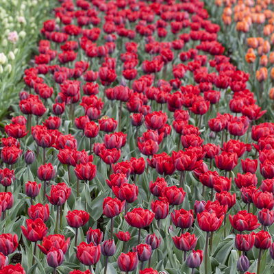 Tulpe rot, vorgetrieben, Topf-Ø 10 cm , 6 Pflanzen Tulpe rot, vorgetrieben, Topf-Ø 10 cm , 6 Pflanzen