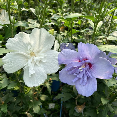 Duo-Gartenhibiskus 'Blue Chiffon®' und 'White Chiffon®', blau + weiß, 5 lt. Topf Duo-Gartenhibiskus 'Blue Chiffon®' und 'White Chiffon®', blau + weiß, 5 lt. Topf