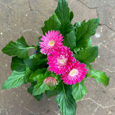 Gerbera 'Garvinea® Rosa-Weiß', Topf-Ø 19 cm