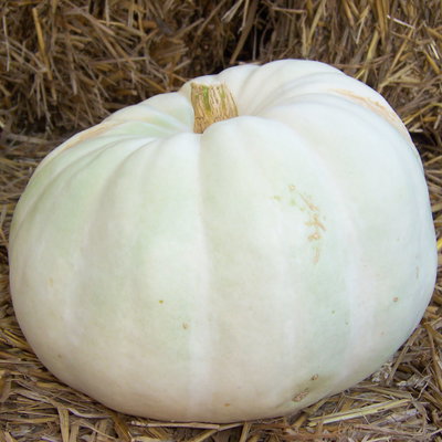 Speisekürbis Halloween weiß Speisekürbis Halloween weiß