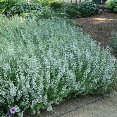 Bio Bergminze weißlich-blau, Topf 11x11 cm, 3 Pflanzen Bio Bergminze weißlich-blau, Topf 11x11 cm, 3 Pflanzen