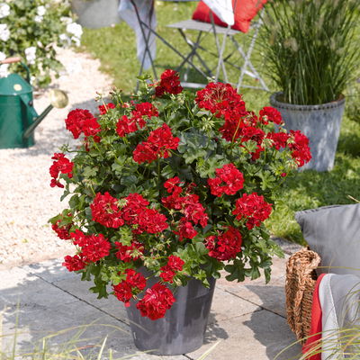 Geranie 'Medio Gabry Red' rot, hängend, Topf-Ø 13 cm, 6er-Set Geranie 'Medio Gabry Red' rot, hängend, Topf-Ø 13 cm, 6er-Set