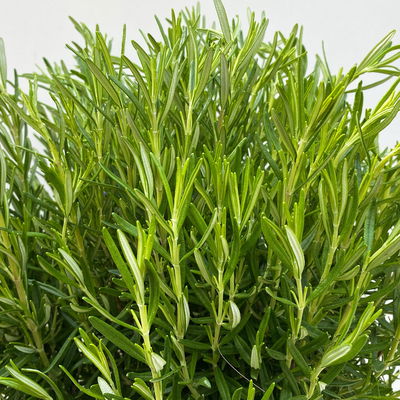 Rosmarin, Busch, Topf-Ø 23 cm Rosmarin, Busch, Topf-Ø 23 cm