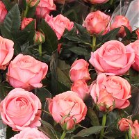 Rose 'Adele Kordana® Grande' rosa, Topf-Ø 10,5 cm, 3er-Set