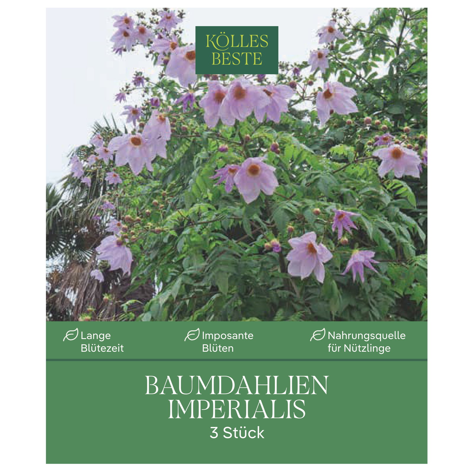 Kölles Beste Baumdahlie 'Imperialis' rosa, Größe 1, 3 Blumenknollen