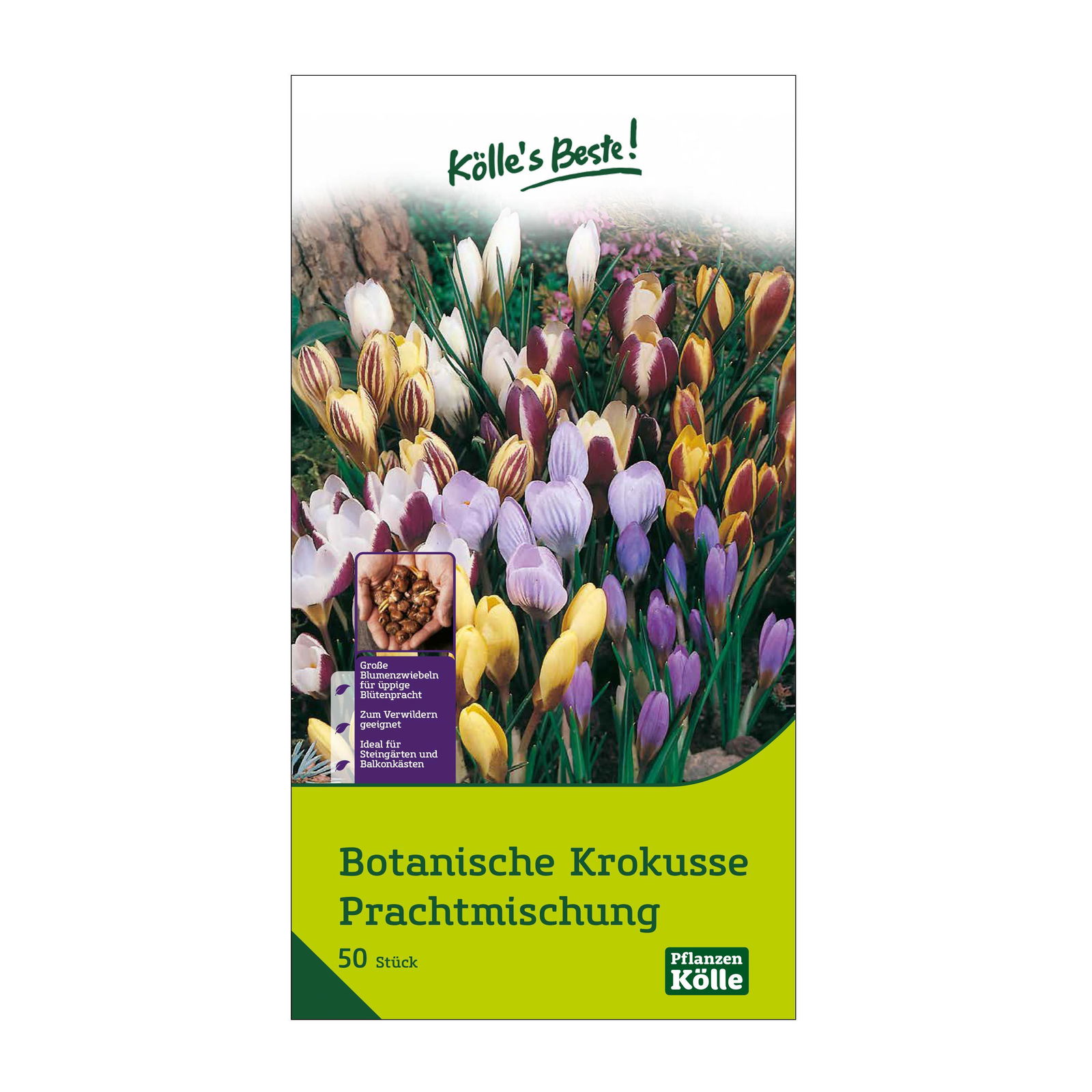 botanische Krokusse 'Prachtmischung', Farbmix, 50 Blumenzwiebeln